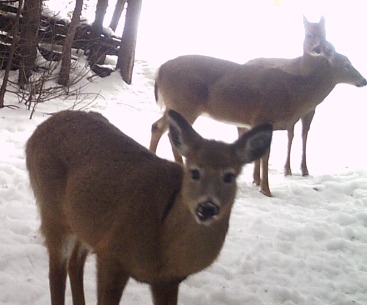 resized deer.jpg