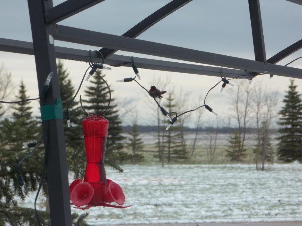 May 18 2015 snow and humming birds 015.jpg